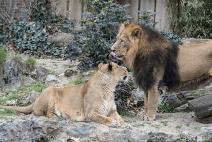 LJUDI U STRAHU Iz rezervata pobjeglo 14 lavova, lokalni zvaničnici izdali UPOZORENJE