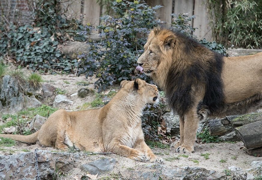 LJUDI U STRAHU Iz rezervata pobjeglo 14 lavova, lokalni zvaničnici izdali UPOZORENJE