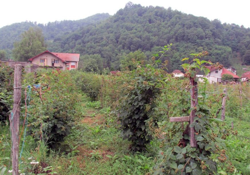 NESTAO ČITAV ZASAD U Srpskoj ove godine uništeno 500.000 sadnica malina