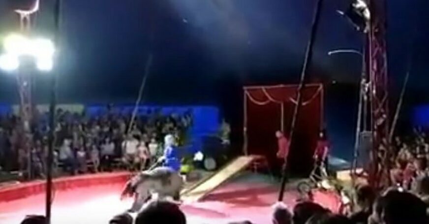 HOROR U CIRKUSU Tjerali medvjeda da vozi skejt, pa podivljao pred publikom (VIDEO)