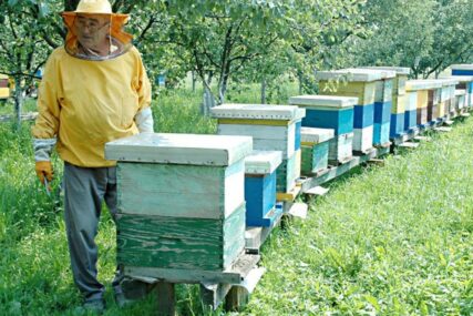 Ilija se pčelarstvom bavi 12 godina: Druženje sa pčelama ZDRAV I KORISTAN HOBI koji produžava život