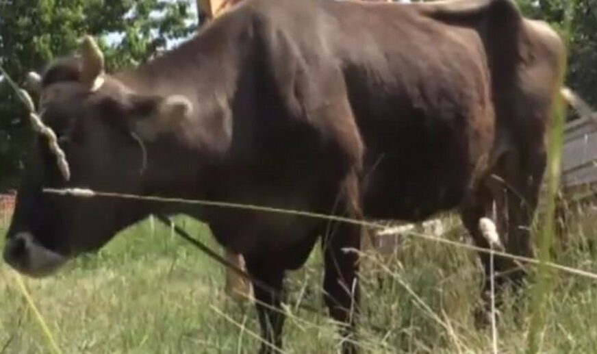 SLUČAJ PENKE KOJA BI USKORO TREBALA DA SE OTELI DOBIO EPILOG Bugarska odlučila da poštedi život kravi koja je zalutala u Srbiju