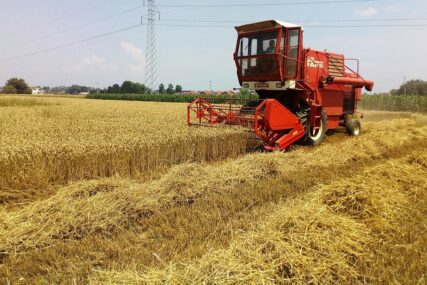 Žetva pšenice u Lijevče polju: Solidan rod, neizvjesna otkupna cijena