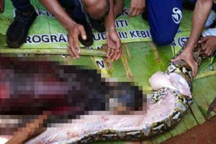 STRAVIČAN SNIMAK Cijelo selo danima je tražilo NESTALU ŽENU, a onda su našli DŽINOVSKU ZMIJU NABREKLOG STOMAKA (VIDEO)
