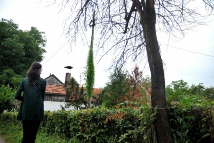 PROBLEM RIJEŠEN, STRAH OSTAO Život u blizini BANDERE postao rizičan, pa je VEZALI za osušeno stablo šljive