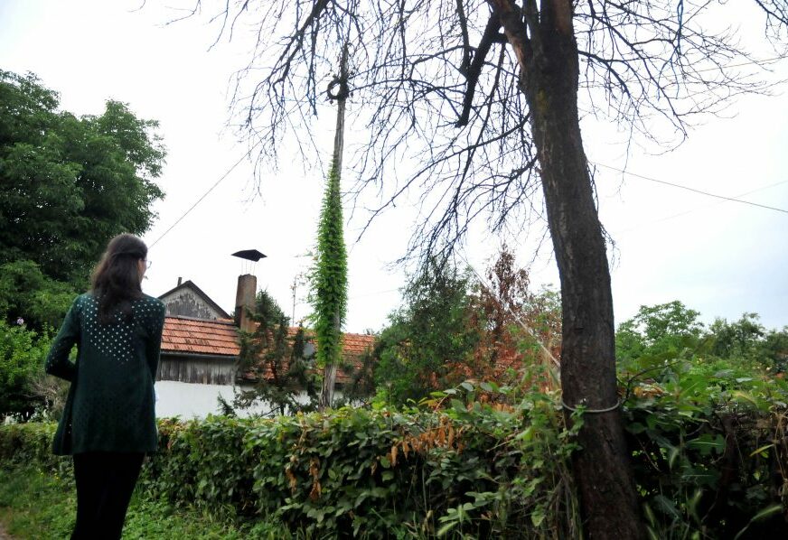 PROBLEM RIJEŠEN, STRAH OSTAO Život u blizini BANDERE postao rizičan, pa je VEZALI za osušeno stablo šljive