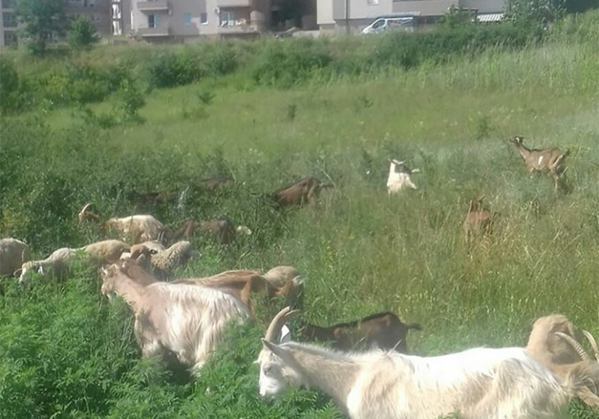DRUŠTVENE MREŽE NA NOGAMA Dekica pronašao način kako da OBUZDA svoje koze i postao KRALJ na internet (FOTO)
