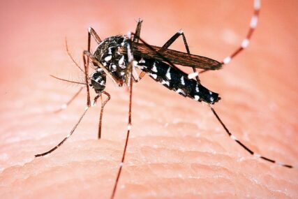 Zaraženi komarci nađeni na 76 lokacija u Beogradu