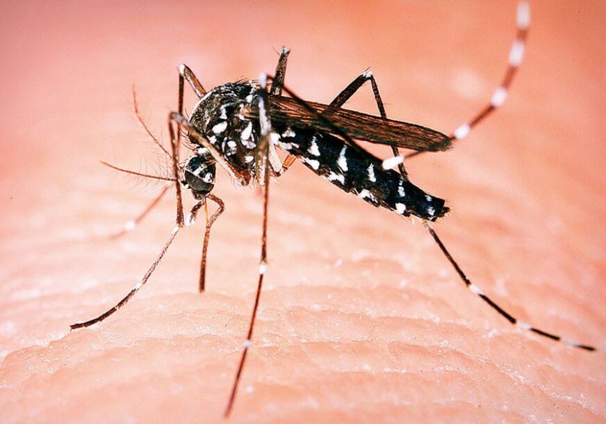 U novosadskim parkovima otkriveni azijski tigrasti komarci, prenose opasan virus