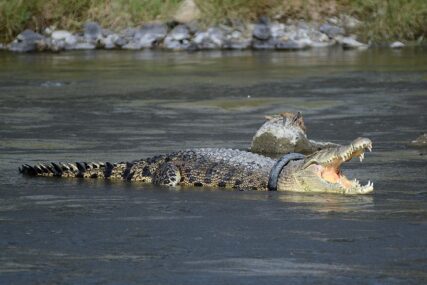 U Indiji preseljavaju krokodile zbog turista