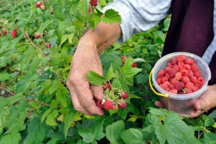 Poljoprivrednici traže BERAČE MALINA: Za kilogram plaćaju jednu marku