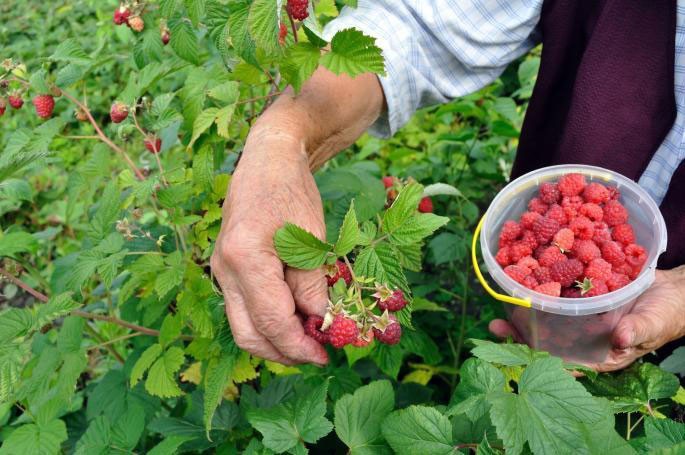 Poljoprivrednici traže BERAČE MALINA: Za kilogram plaćaju jednu marku