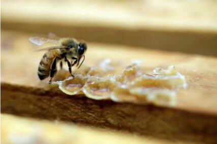 Neobičan ritual u kraljevskoj porodici: Kraljevskim pčelama "saopšteno" da su dobile novog vladara