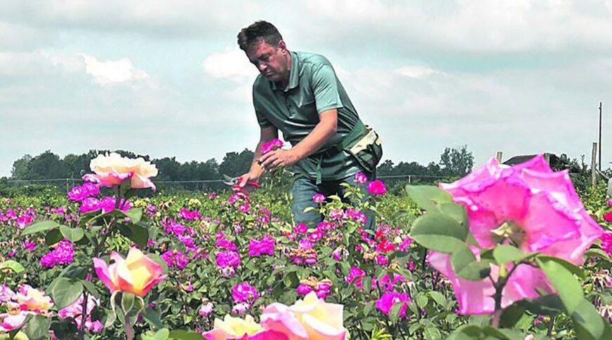 “CIJELE GODINE STIŽE NOVAC” Od proizvodnje ruža zarađuje dvije prosječne plate