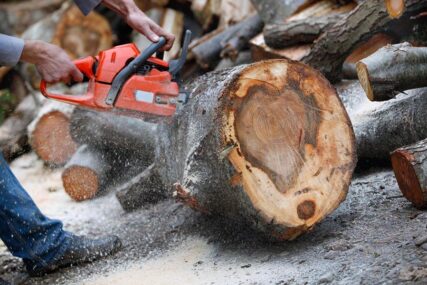 OSUMNJIČENI ZA PET KRAĐA Bespravnom sječom šume pričinili štetu od 5.700 KM