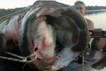 SOM REKORDNE TEŽINE Lukava ribetina od 117 kilograma varala pecaroše 30 godina