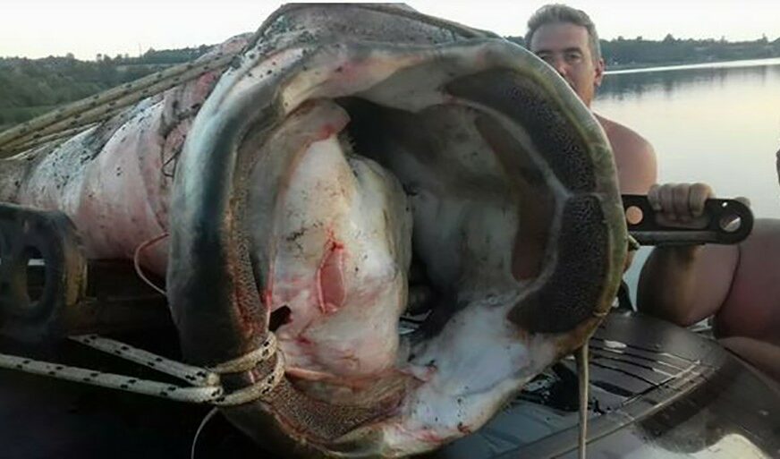 SOM REKORDNE TEŽINE Lukava ribetina od 117 kilograma varala pecaroše 30 godina