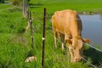 Krava donijela na svijet tri teleta: Neobičan slučaj u selu Čaplje
