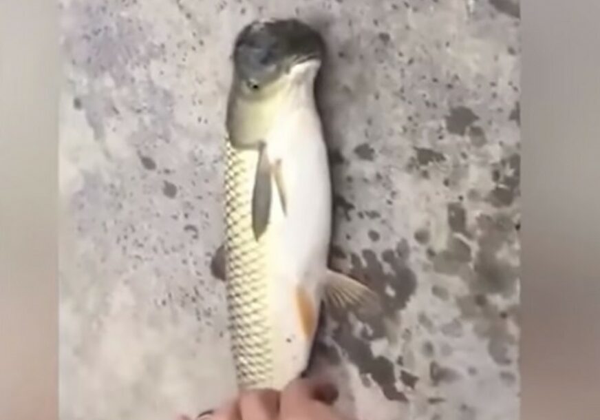 Ribari upecali još neviđeno stvorenje (VIDEO)