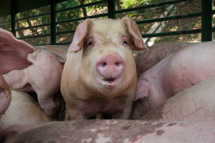 STIGLI REZULTATI IZ LABORATORIJE Potvrđena svinjska kuga u Srbiji