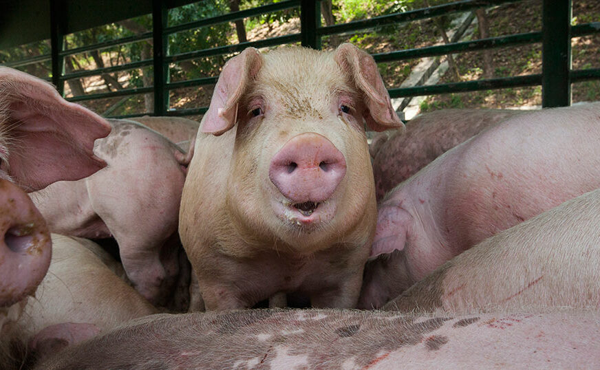 BIZARNA NESREĆA Više od 180 svinja stradalo u udesu tokom prevoza u KLAONICU