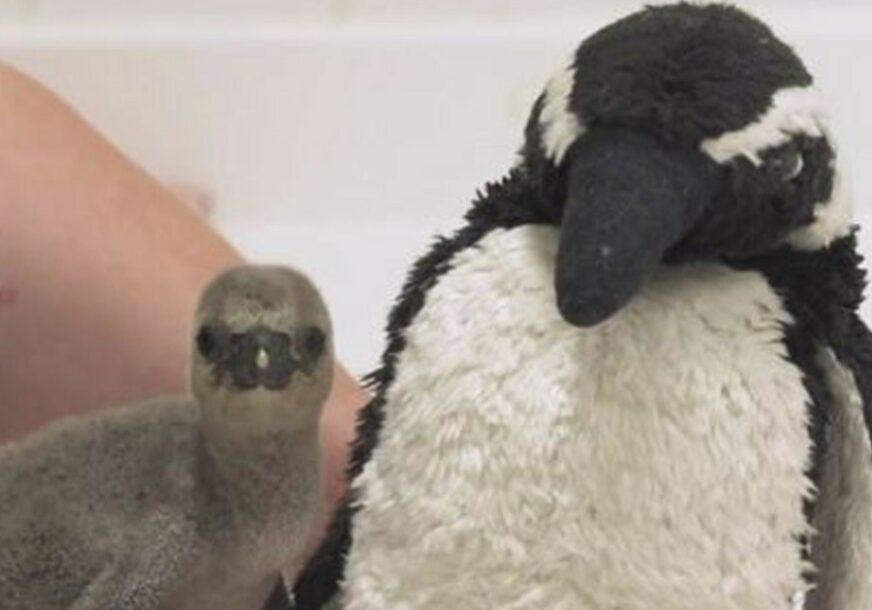 RAZNJEŽIĆE VAS Beba pingvin odrasta u INKUBATORU (VIDEO)