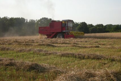 U toku žetva pšenice u Semberiji: Prinos dobar uprkos visokoj temperaturi