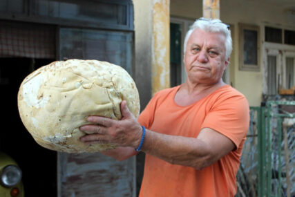 PEČURKA KAO BUNDEVA Jagodinac pronašao gljivu tešku 3,5 kilograma  