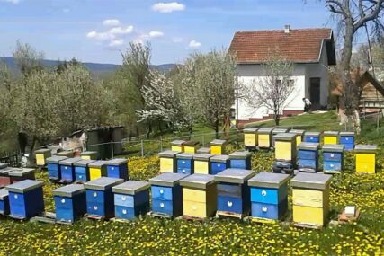 KIŠA UČINILA SVOJE Na Romaniji ove godine slab prinos meda