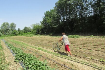 ŠOKANTNO Poljoprivreda RS na posnoj i neplodnoj zemlji