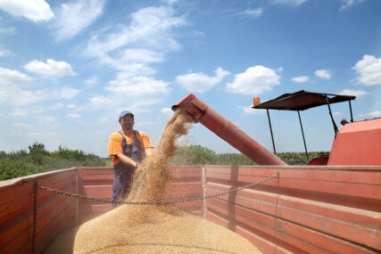 Najveći problem loše vrijeme i nedovoljni podsticaji: Proizvodnja pšenice u Srpskoj ZNAČAJNO PADA