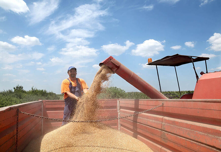 LOŠE VRIJEME Ove godine manja proizvodnja pšenice u Srpskoj