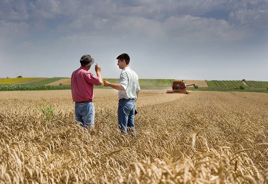 POLJOPRIVREDNICI OČAJNI Zbog nepovoljnih vremenskih prilika loš kvalitet pšenice u Srpskoj