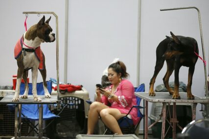 Više od 50.000 pasa na izložbi u Bangkoku (FOTO)