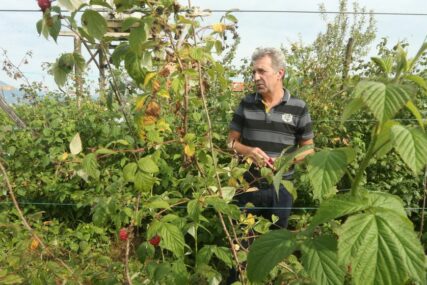 (FOTO) Malina razočarala, nova zvijezda je borovnica: Uzgoj jagodičastog voća u Srpskoj, UNOSAN POSAO ili ZAMKA ZA NAIVNE