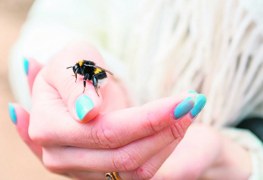 PČELE, OSE I STRŠLJENI SU VEOMA AKTIVNI LJETI Evo šta treba DA URADITE ako vas ujede insekt koji može da bude FATALAN