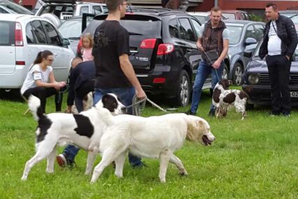 Prijavljeni učesnici iz 12 država: U Novom Gradu počela dvodnevna izložba pasa