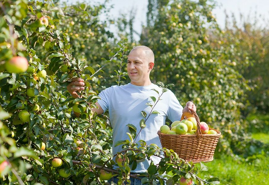 ZABRANA UKINUTA, VOĆARI ODAHNULI Počeli da pakuju jabuke za izvoz u Rusiju, očekuju kvalitetan rod ove godine
