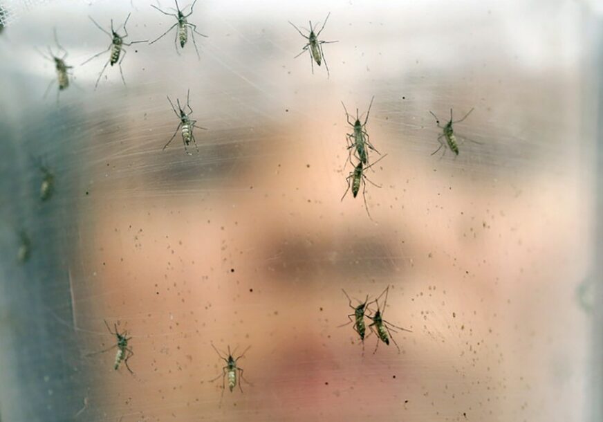 NAJRUŽNIJA STRANA LJETA Komarci i insekti ponovo NAPADAJU U ROJEVIMA, u srijedu zaprašivanje