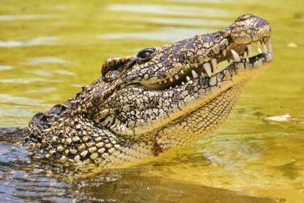 OČI U OČI SA ZVJERI Otac spasao sina iz čeljusti velikog krokodila (FOTO)