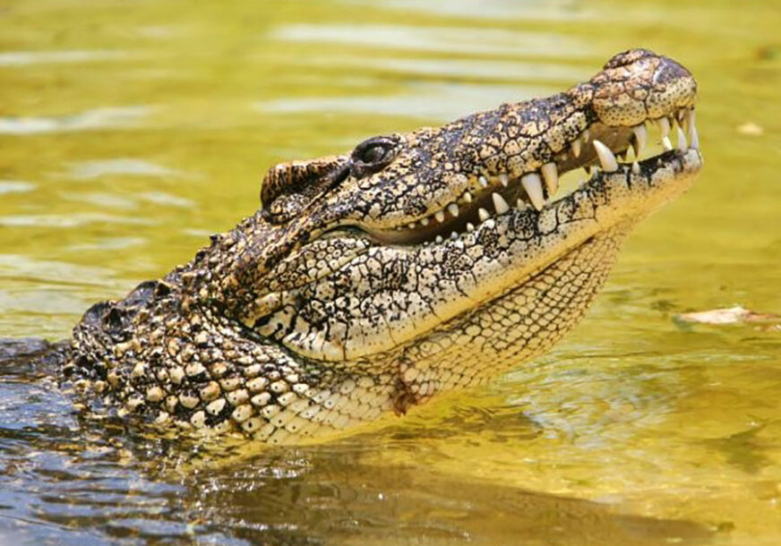 OČI U OČI SA ZVJERI Otac spasao sina iz čeljusti velikog krokodila (FOTO)