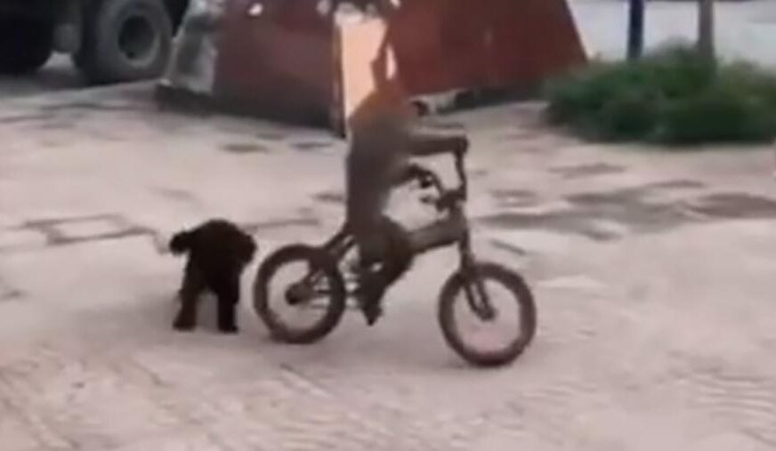 OVAKAV VIDEO SE NE VIĐA SVAKI DAN Majmun na biciklu bježi ljutom psu