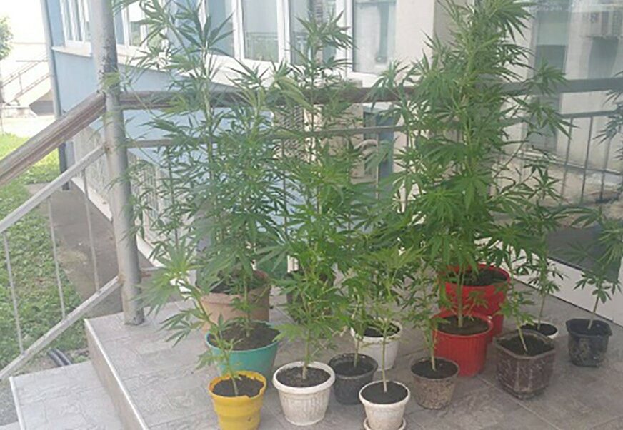 Oduzete saksije sa marihuanom