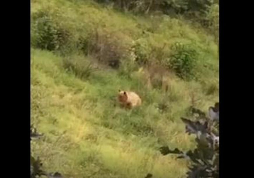 BLISKI SUSRET SA ZVIJERI Umjesto očekivanog srndaća, ispred lovca se pojavio veliki medvjed (VIDEO)