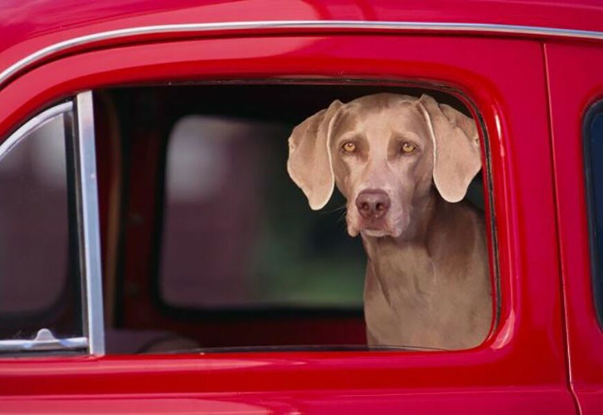 OBRATITE PAŽNJU, ONI NE MOGU DA KAŽU Ostavite li vašeg psa u automobilu, već nakon 15 minuta može UGINUTI