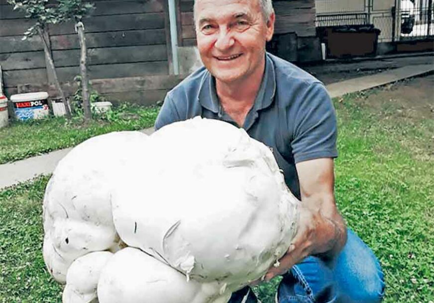 “NEŠTO BIJELO NEOBIČNOG OBLIKA” Pečurka od 5,9 kilograma nahranila 30 KOMŠIJA u Bajinoj Bašti