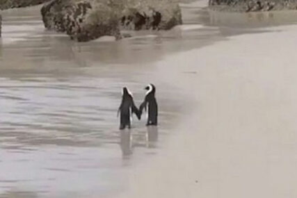 USVOJILI JAJE Homoseksualni pingvinski par sprema se za roditeljstvo