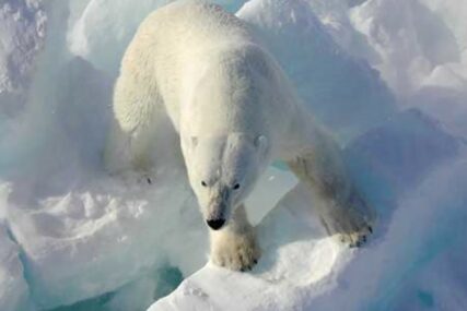 TUŽAN PRIZOR Gladni polarni medvjed traži hranu na deponiji (VIDEO)