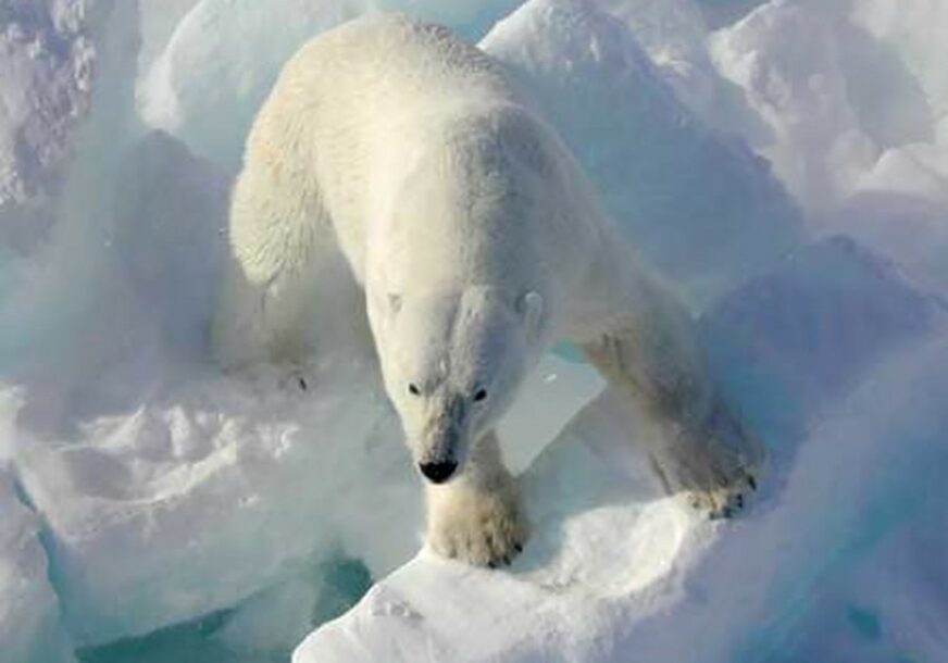 TUŽAN PRIZOR Gladni polarni medvjed traži hranu na deponiji (VIDEO)