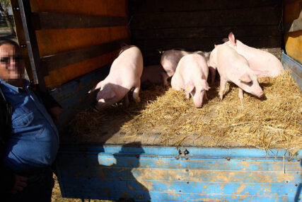 PREVOŽENE U PRIKOLICI U saobraćajki kod Smedereva nastradale svinje